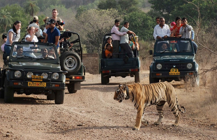 Jeep Safari