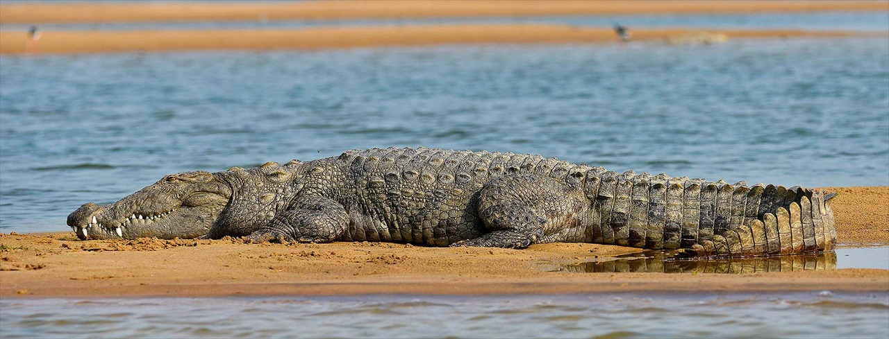 Chambal Safari